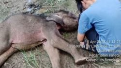 Yuni, Bayi Gajah Sumatera Tutup Usia di Hari Gajah