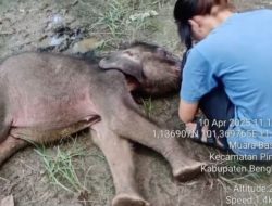 Yuni, Bayi Gajah Sumatera Tutup Usia di Hari Gajah